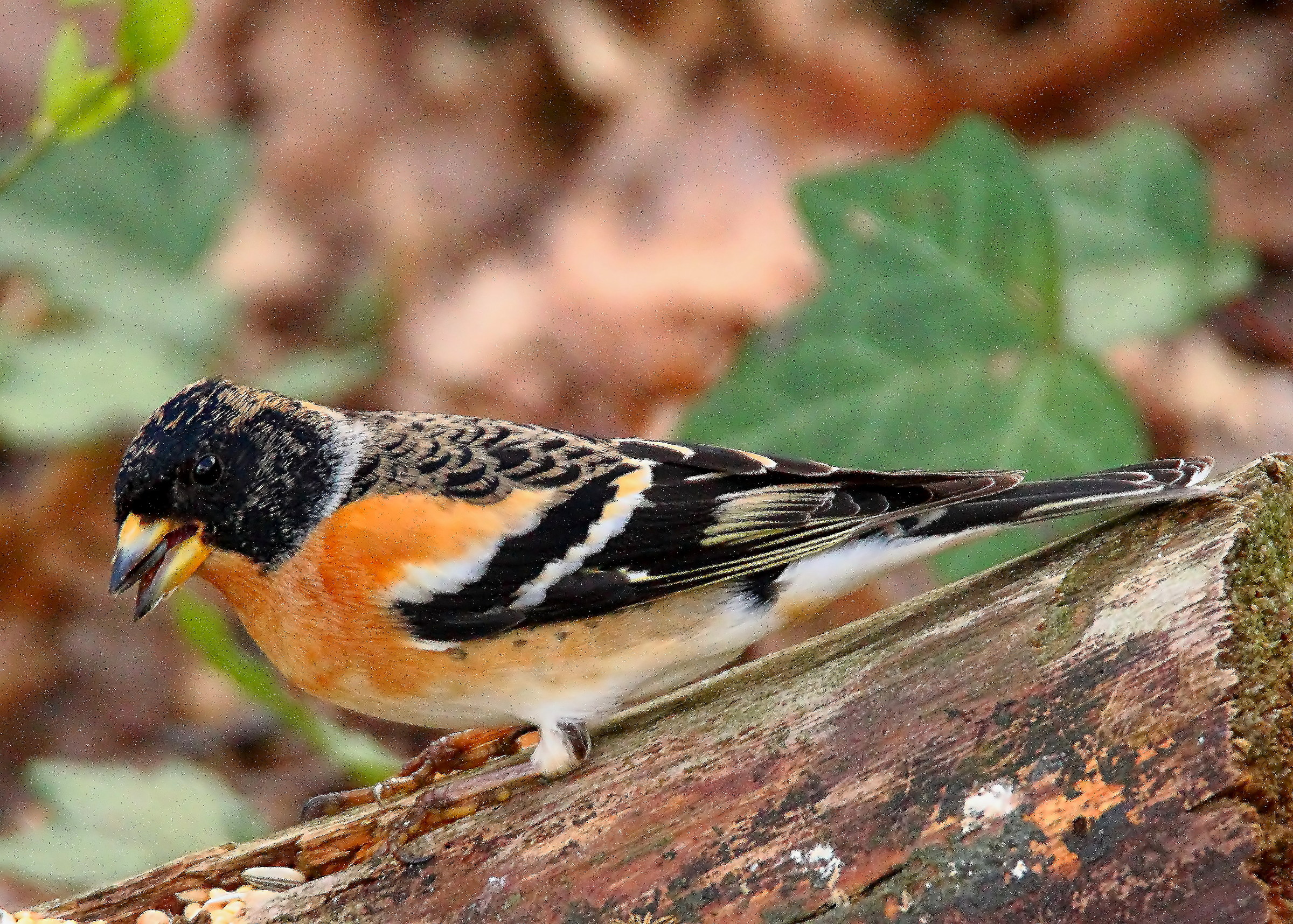 brambling