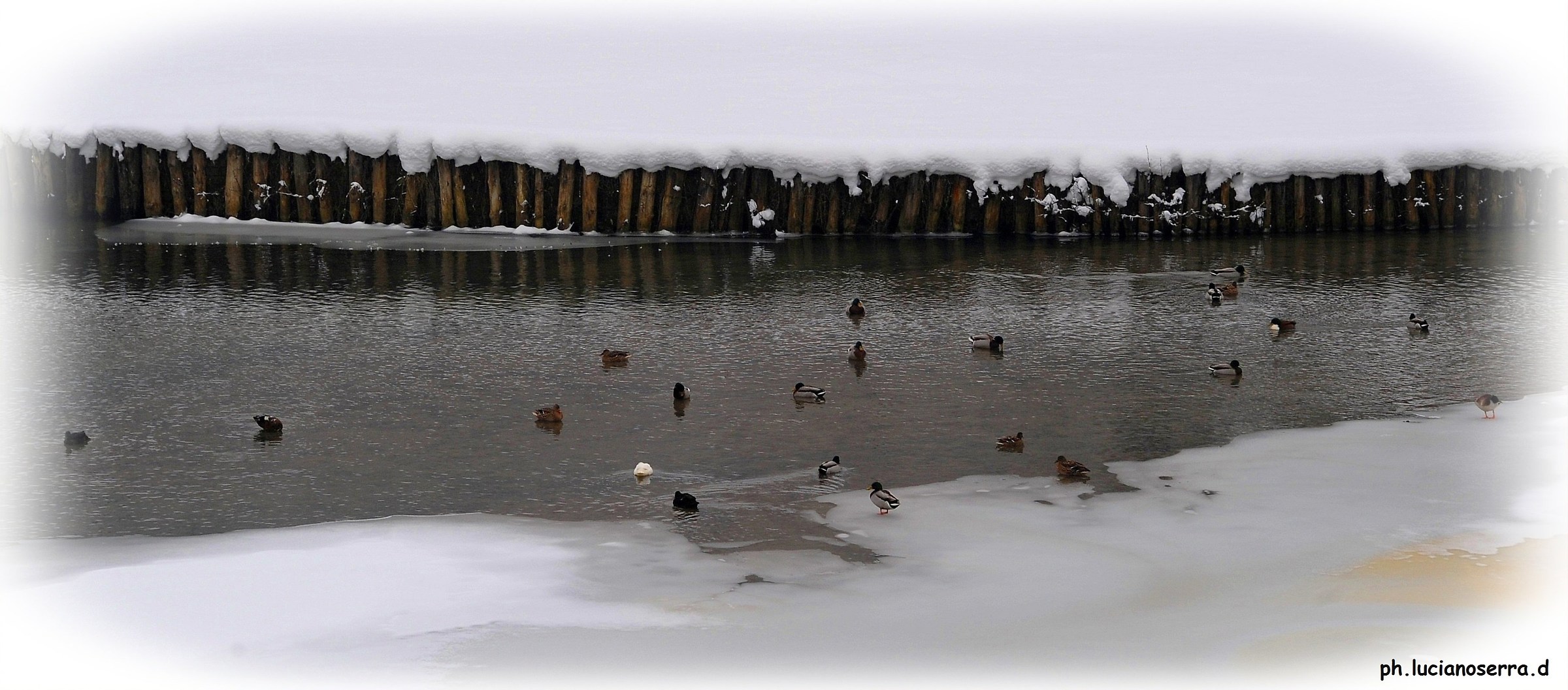 Ducks in the pond of Castel dell'Alpi in winter