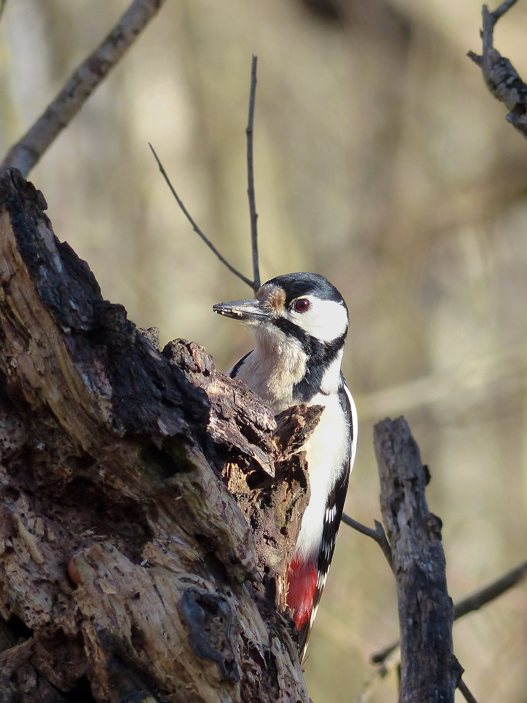 Great Spotted Woodpecker