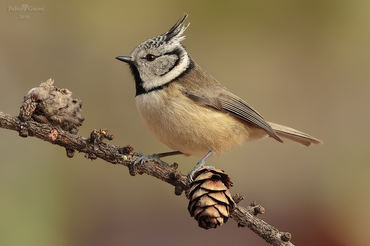 Parus cristatus