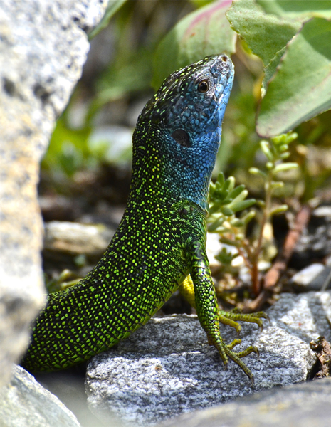 Sono o no il più bello ?