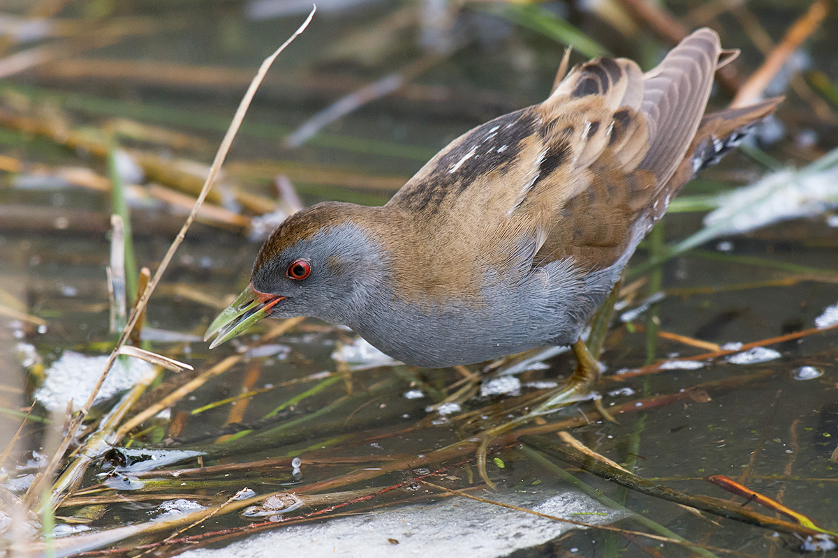 Schiribilla in caccia