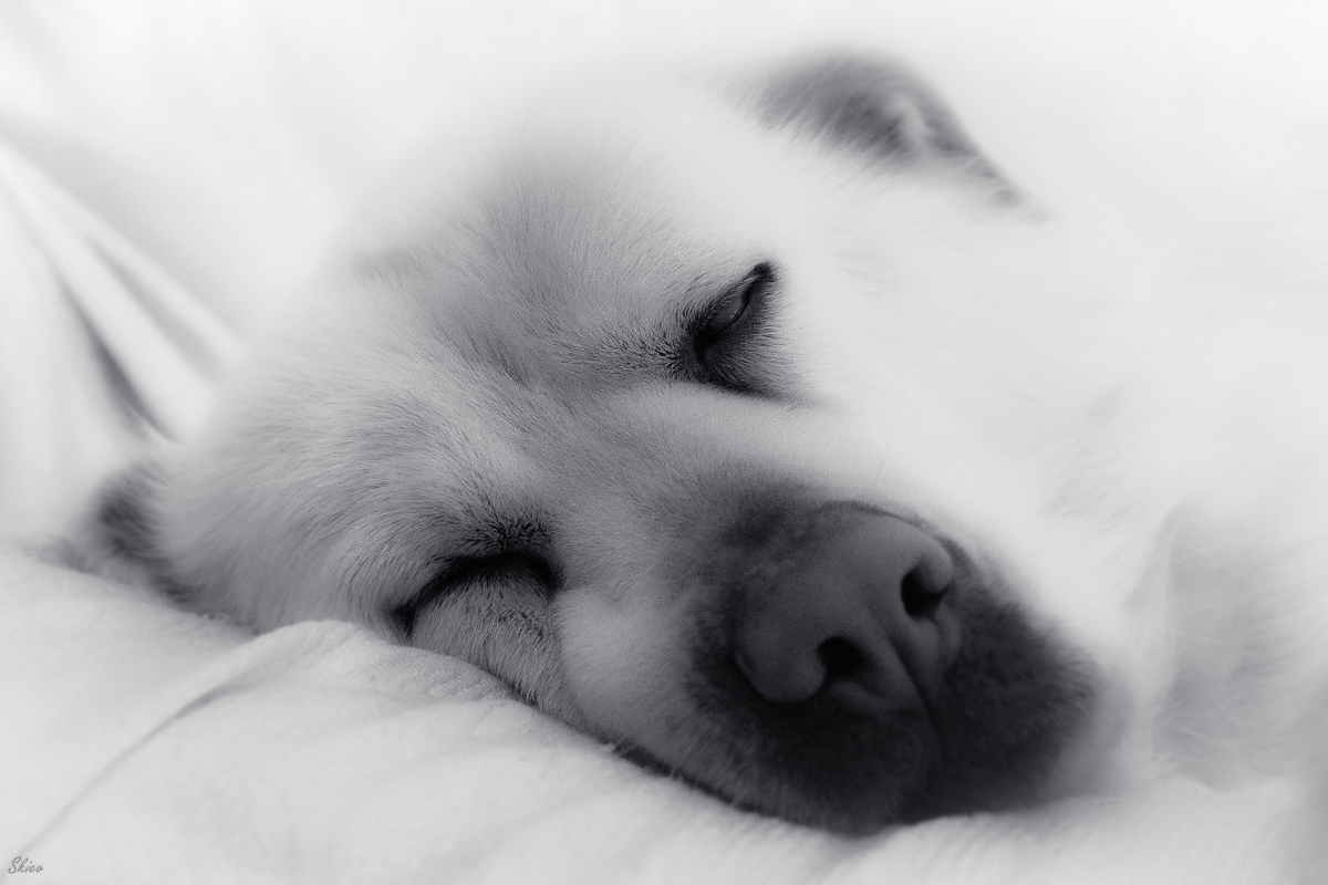 Questa si che è vita...