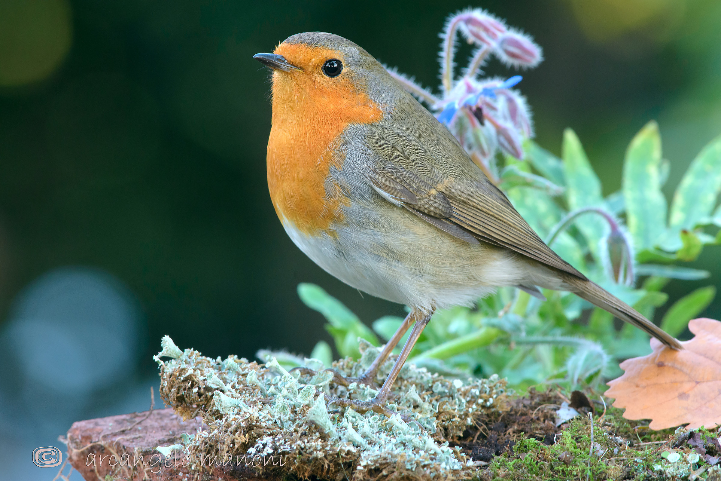 Robin nel sottobosco