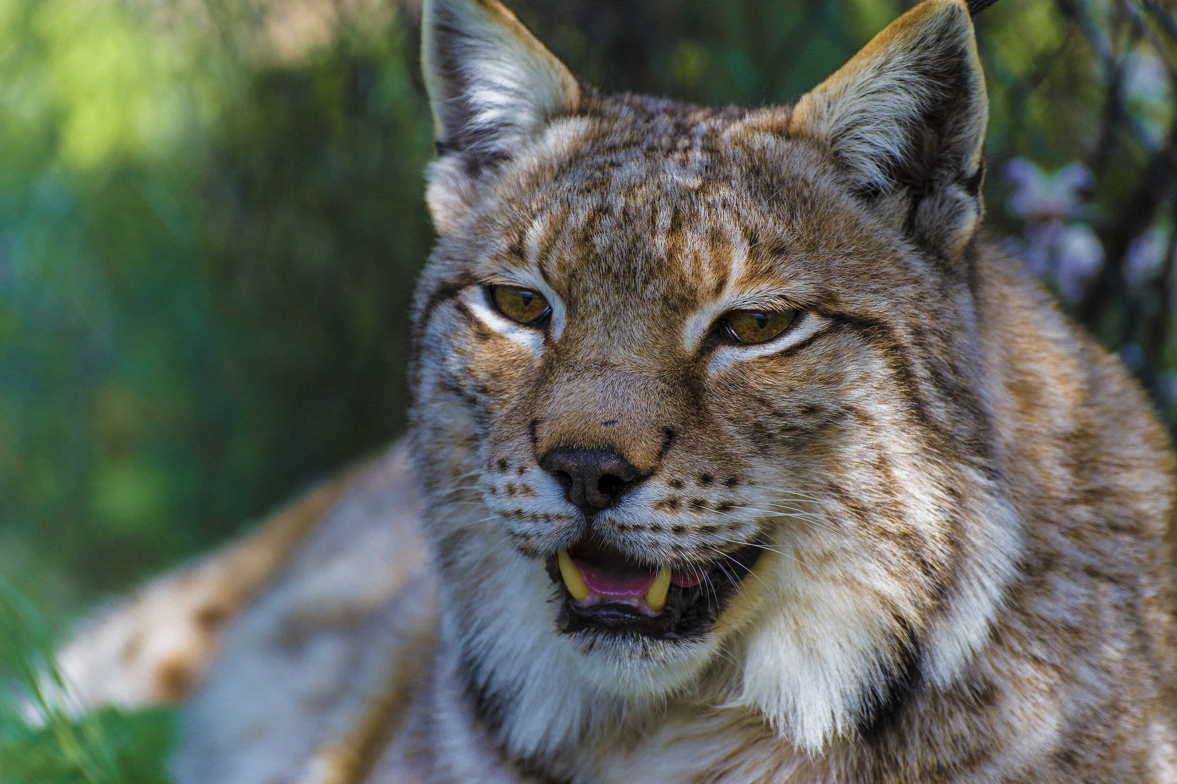Lince