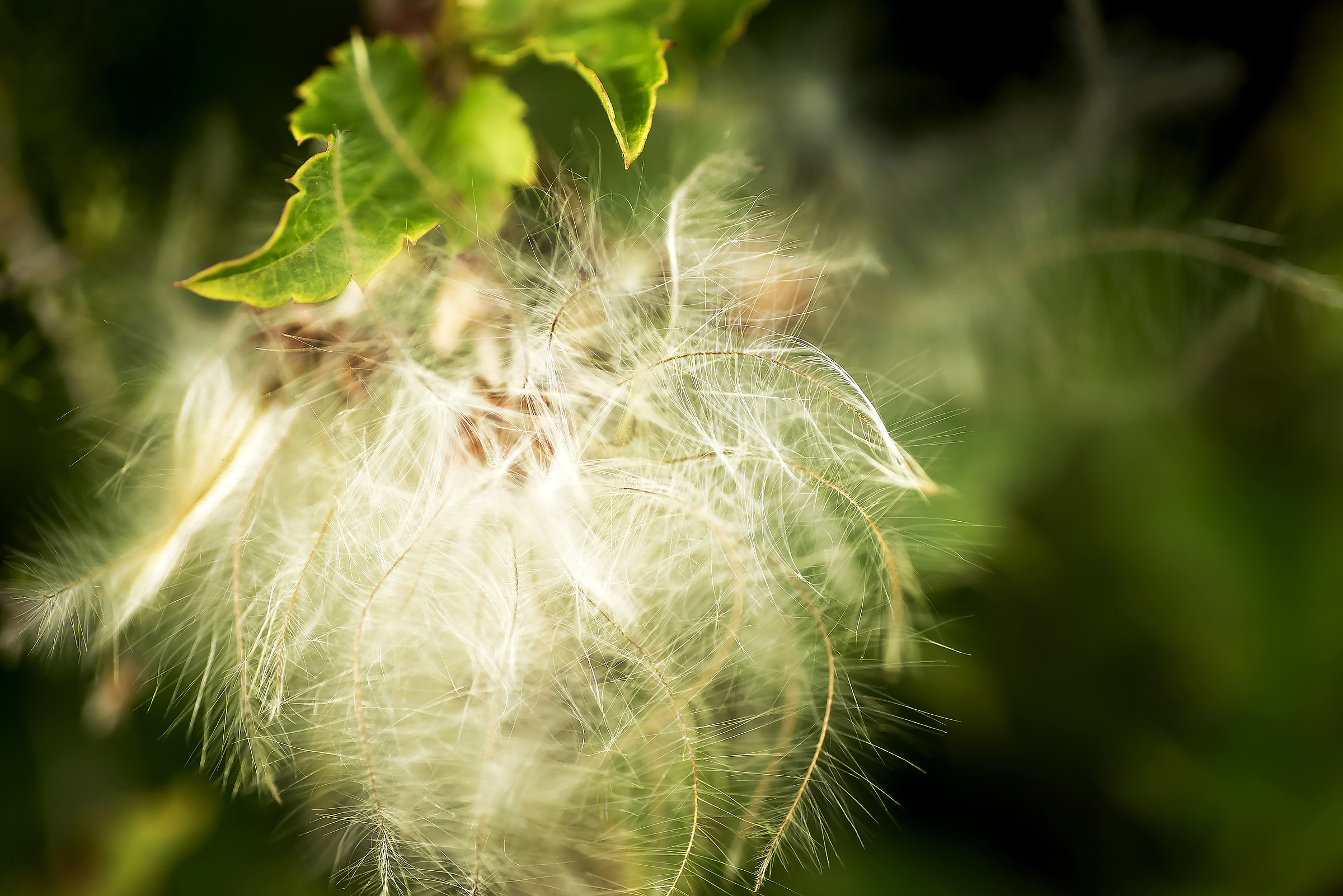 Light rays radiate who seek.