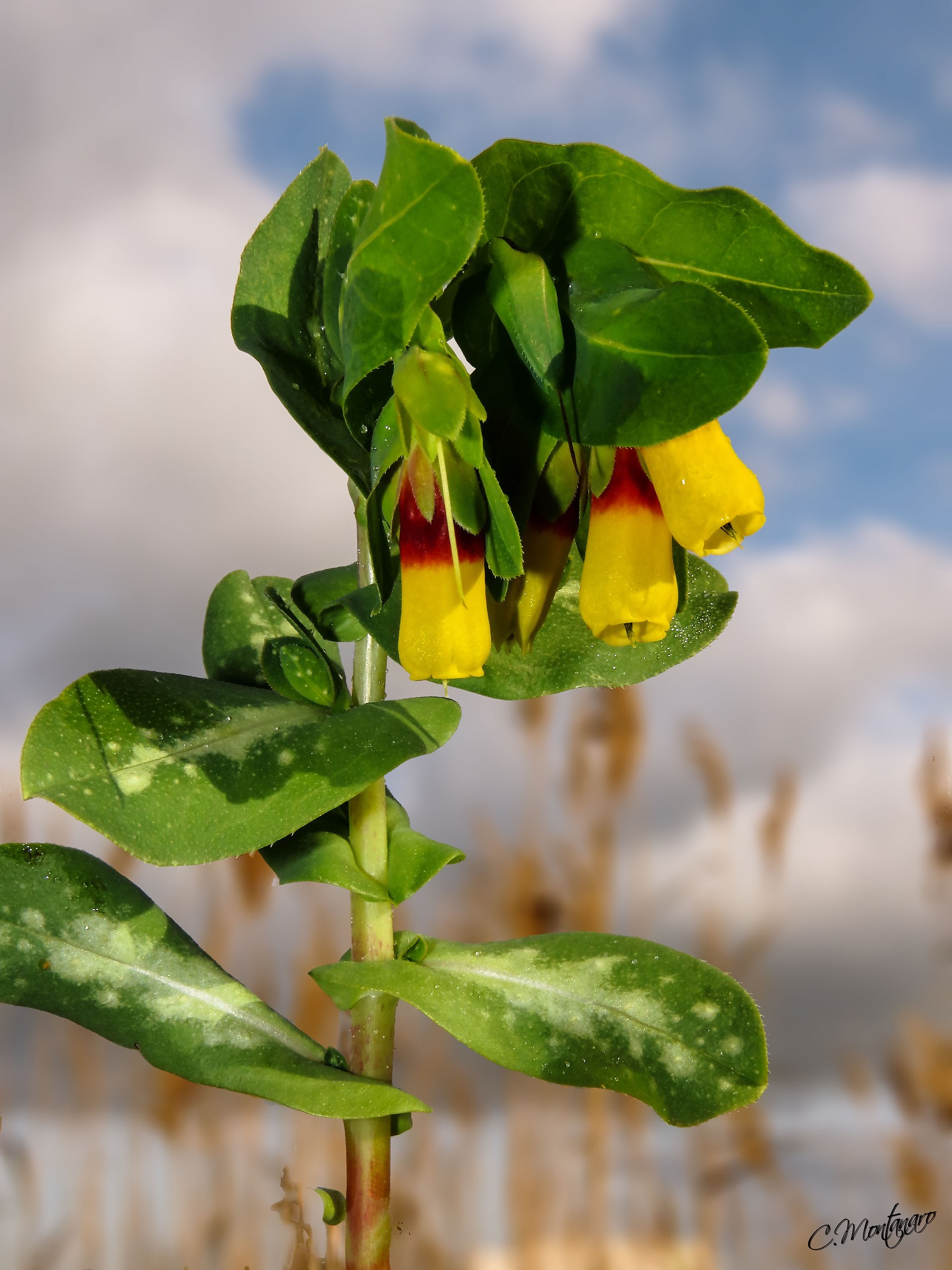Grass vajola (Cerinthe major)