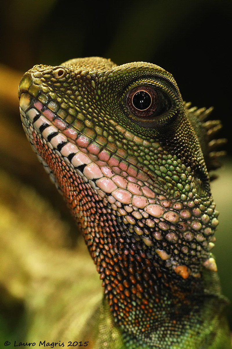 Primo piano del Dragone d'acqua verde