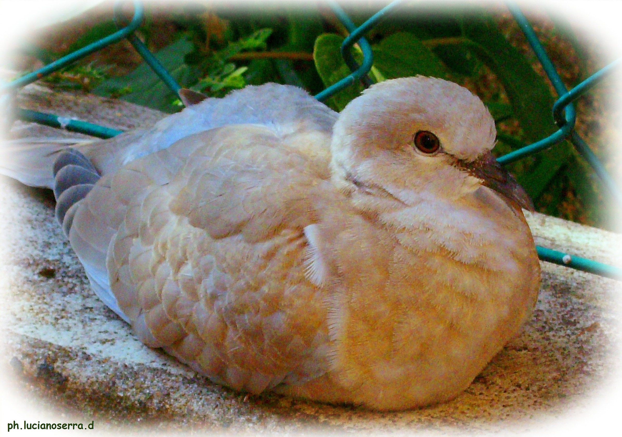 Giovane tortora dal collare