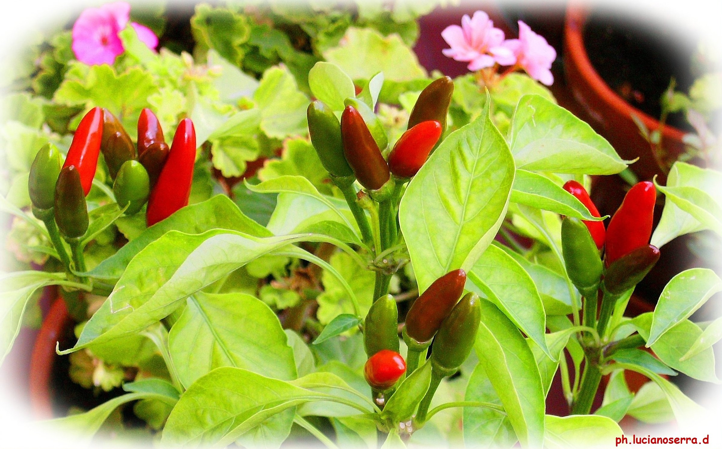 Chilli in the balcony