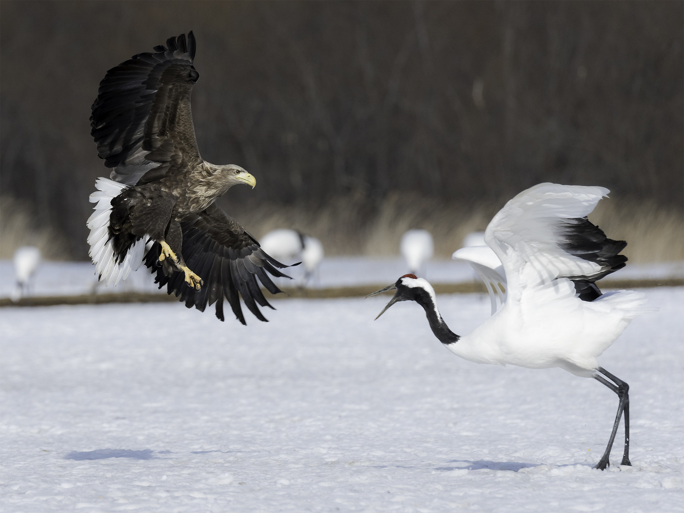 Eagle vs Red-crowned Crane