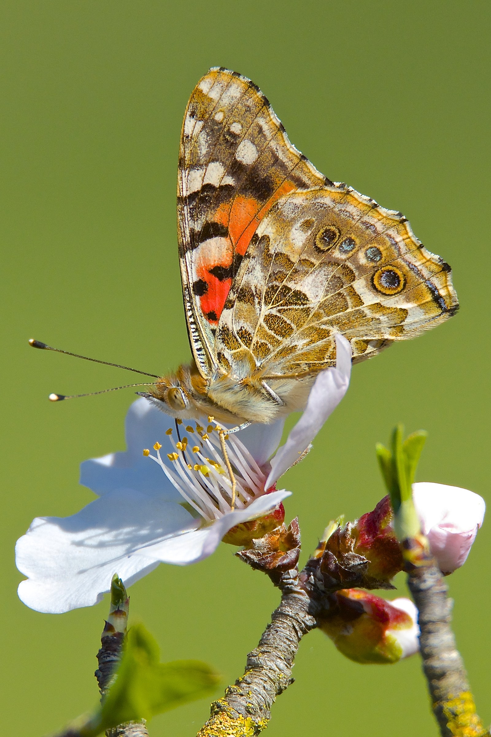 Vanessa cardui su fiori di mandorlo