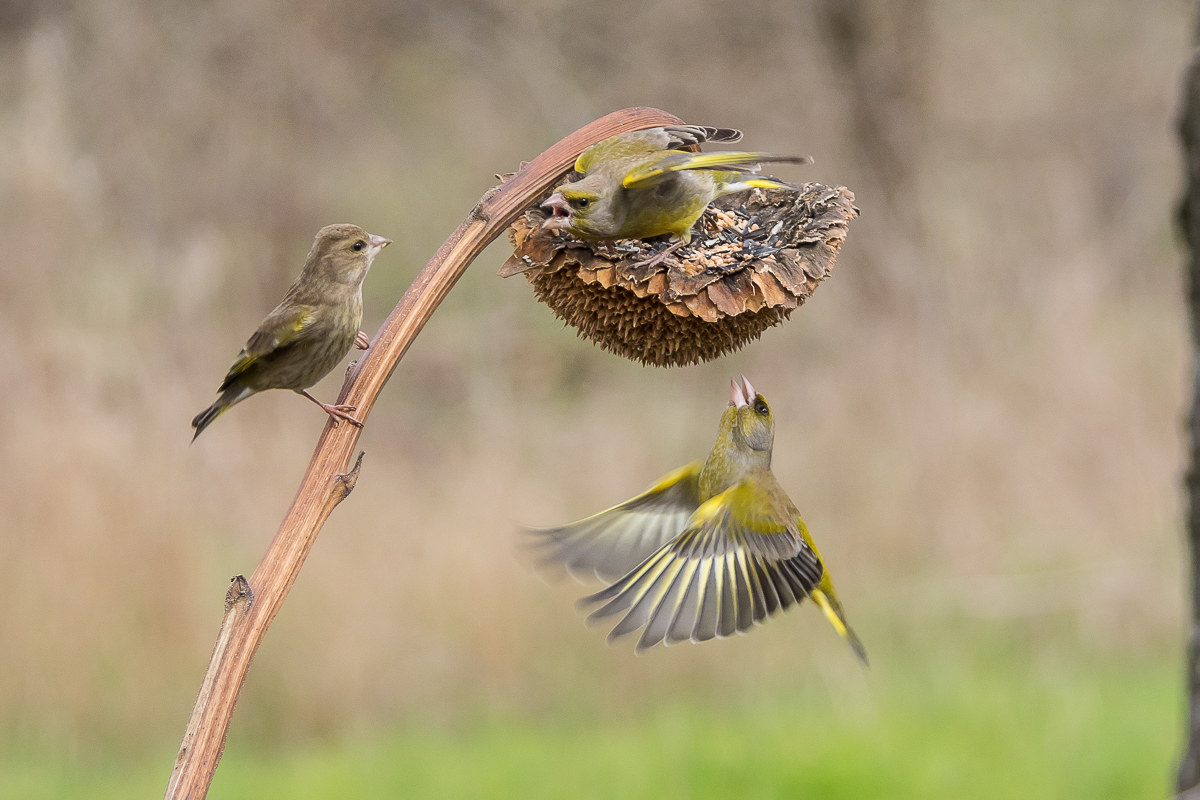 Tra i due litiganti..