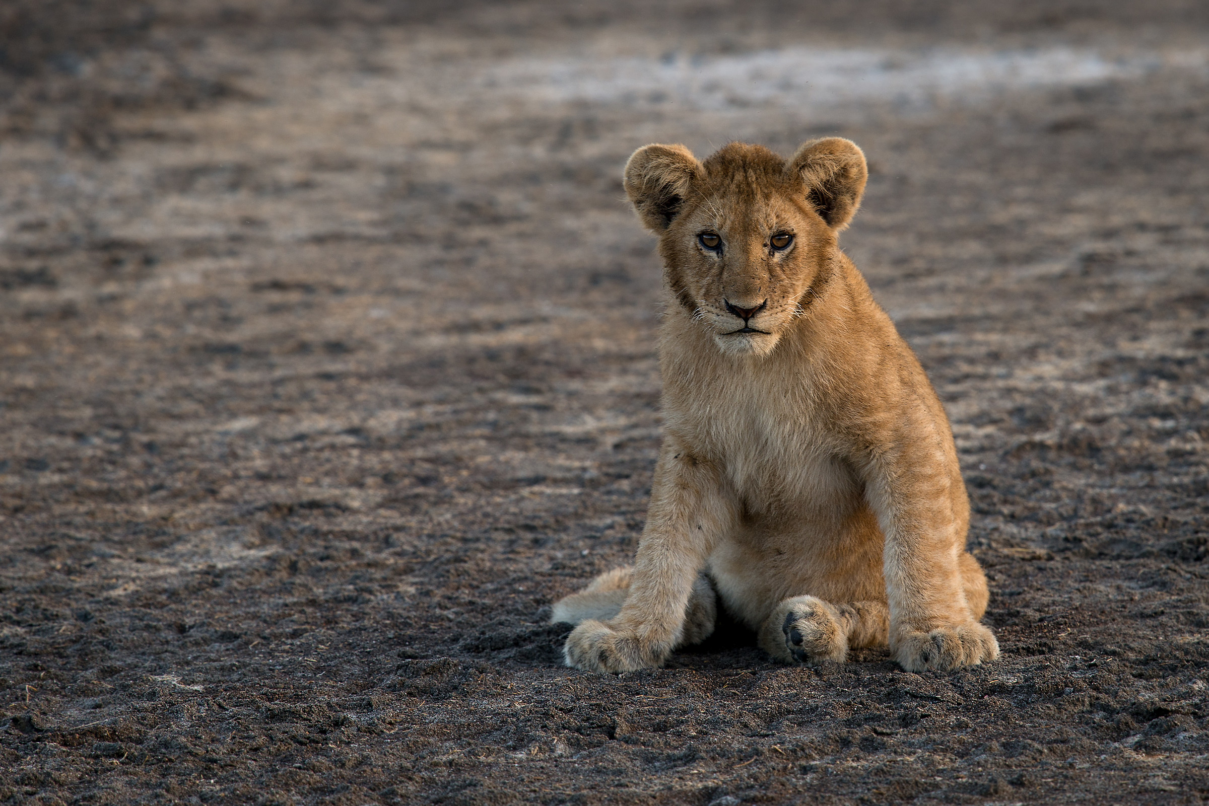 lion cub