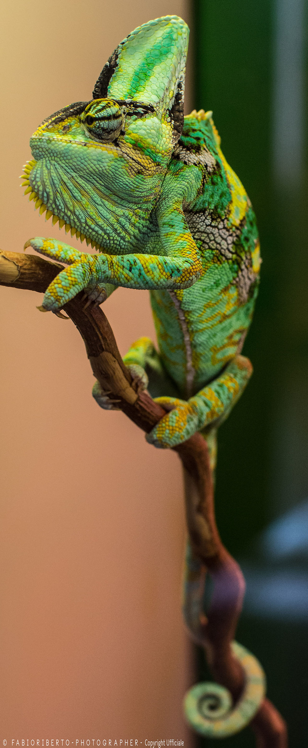 chameleon 1