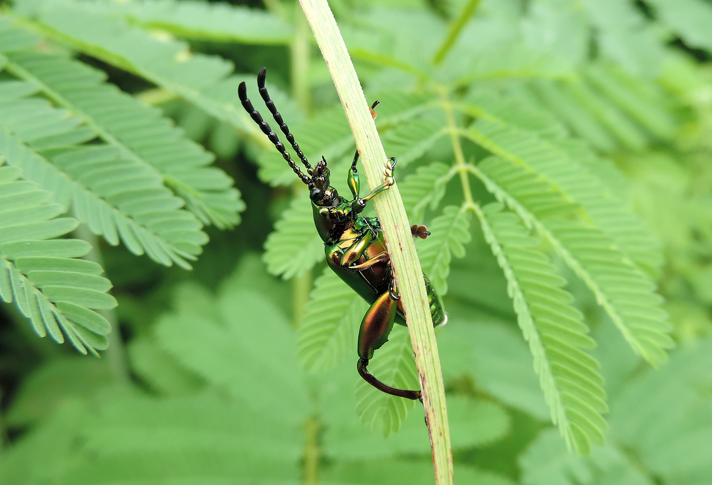 Insetto posa per me a Mae Sariang, Thailandia