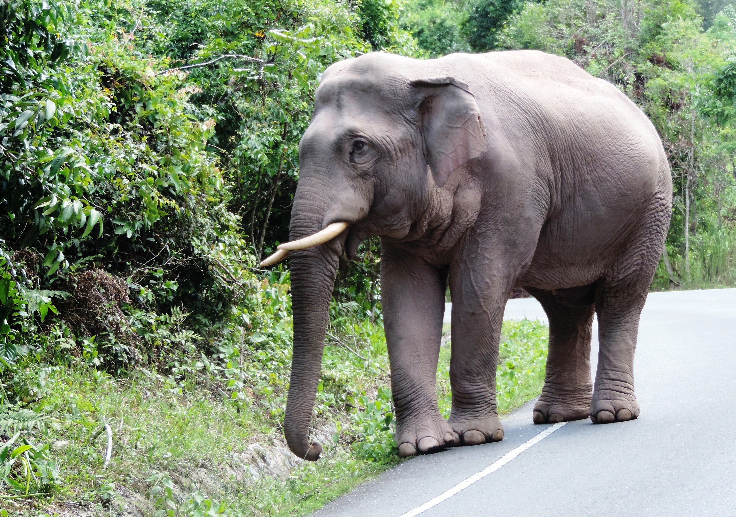 Grosso incontro al Khao Yai National Park, Thailandia
