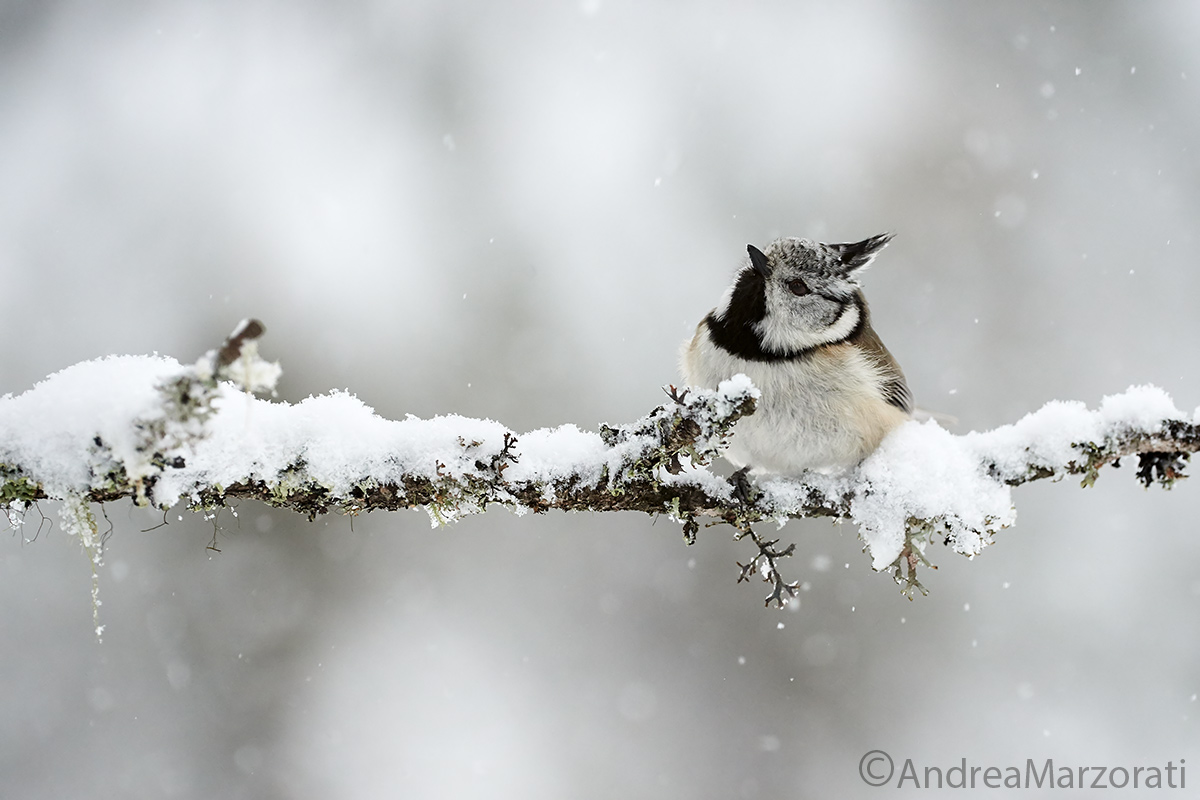Crested Tit (Lophophanes cristatus)
