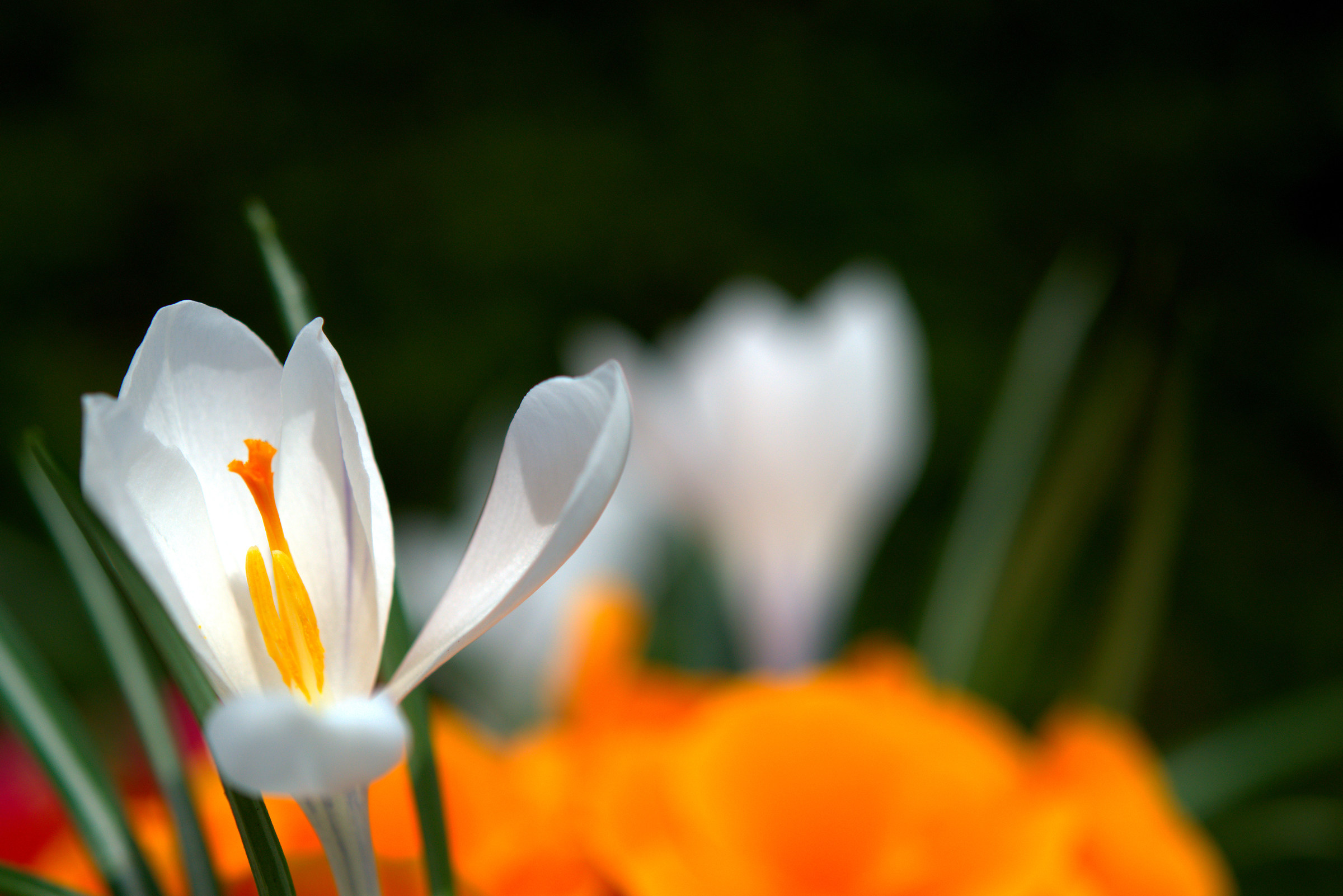 Crocus ' Jeanne d'Arc '