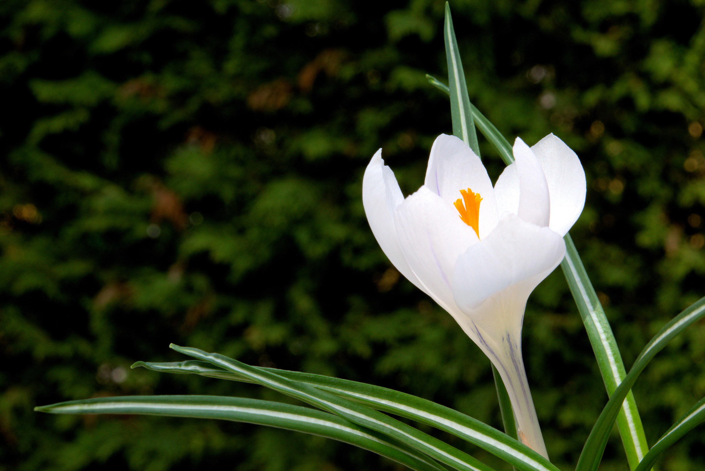Crocus ' Jeanne d'Arc '