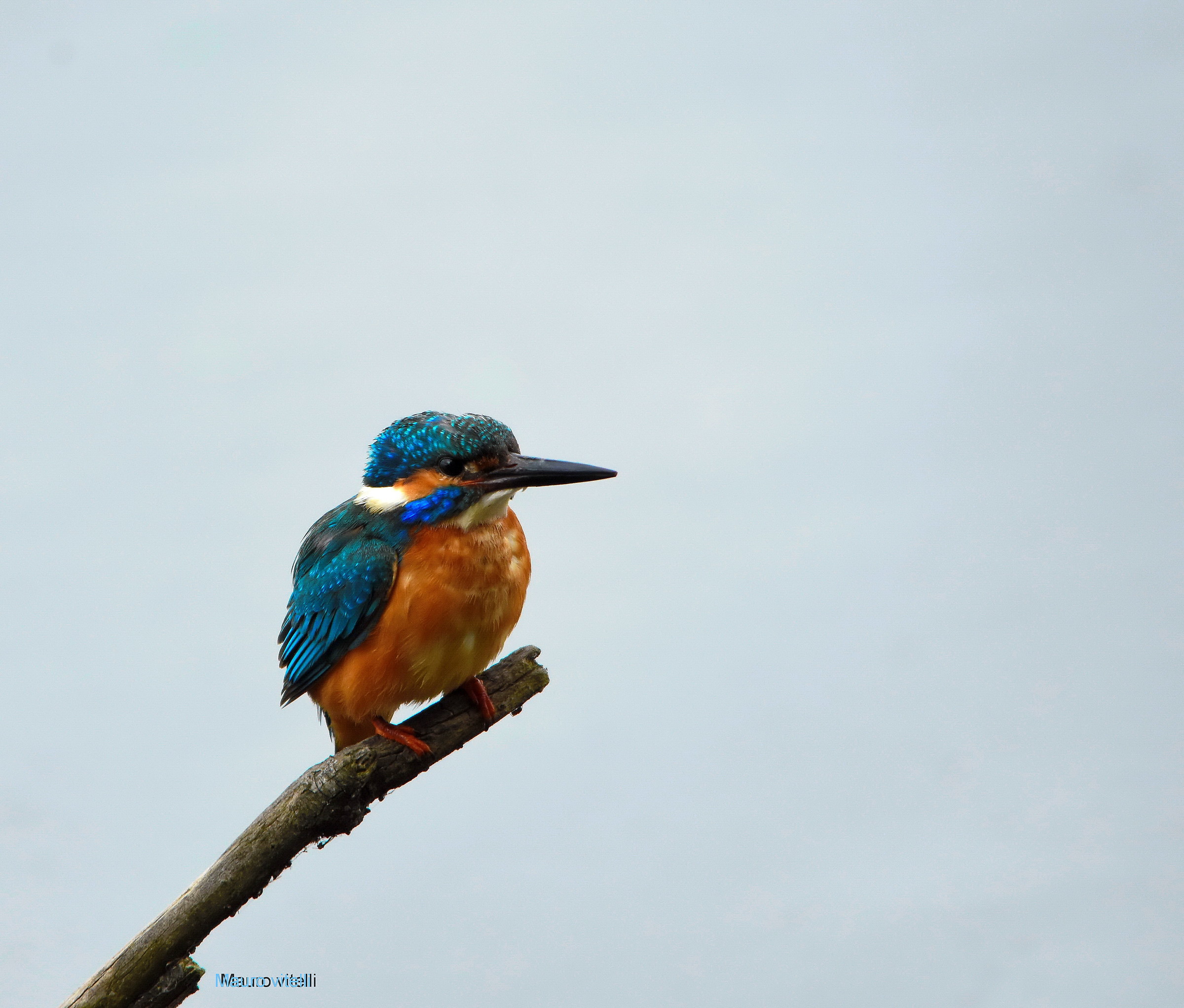Kingfisher