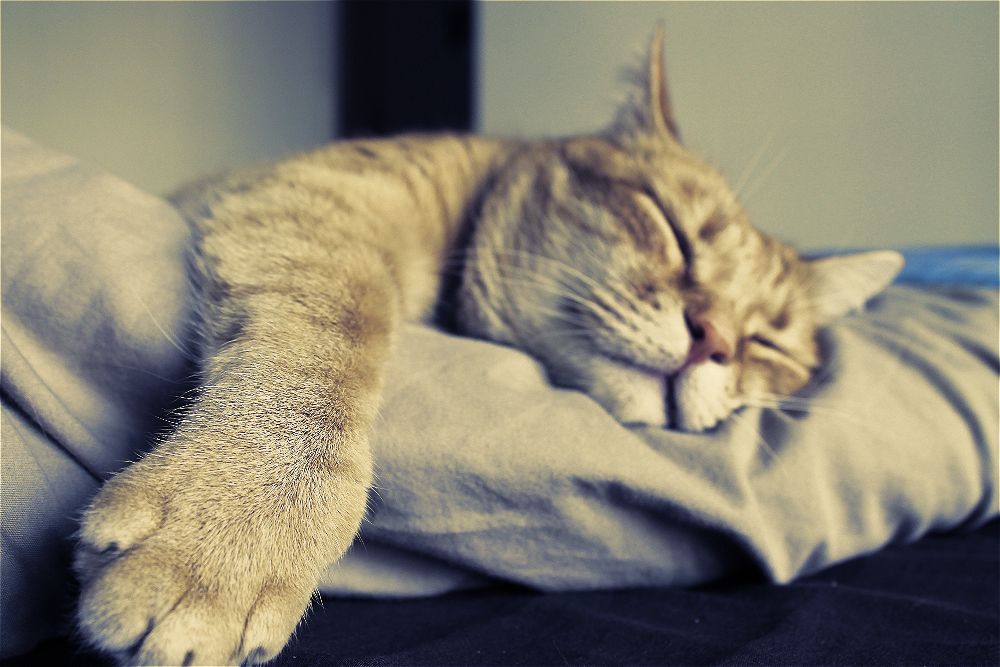 s.p. (Sonno Profondo)