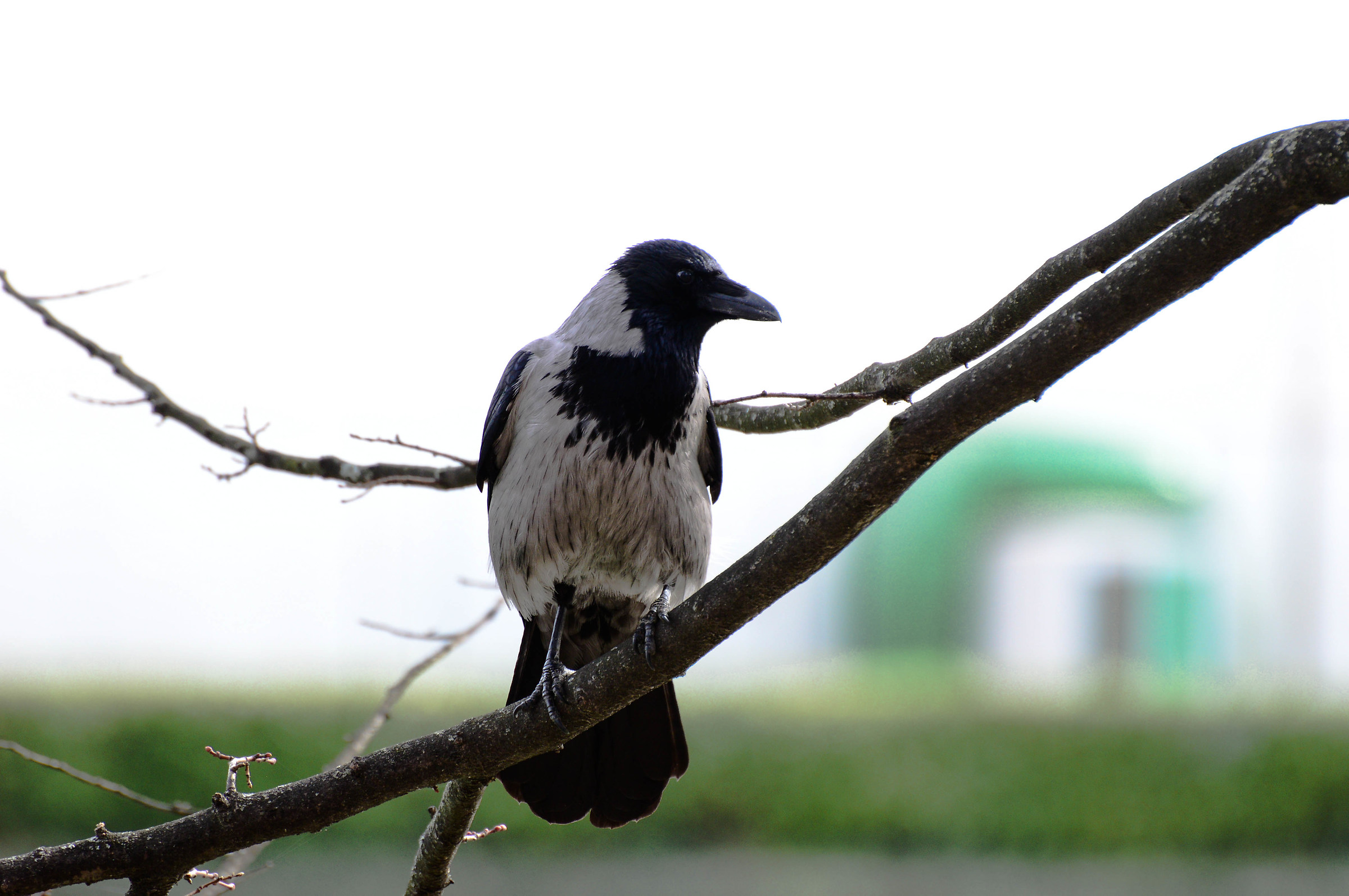 Hooded crow