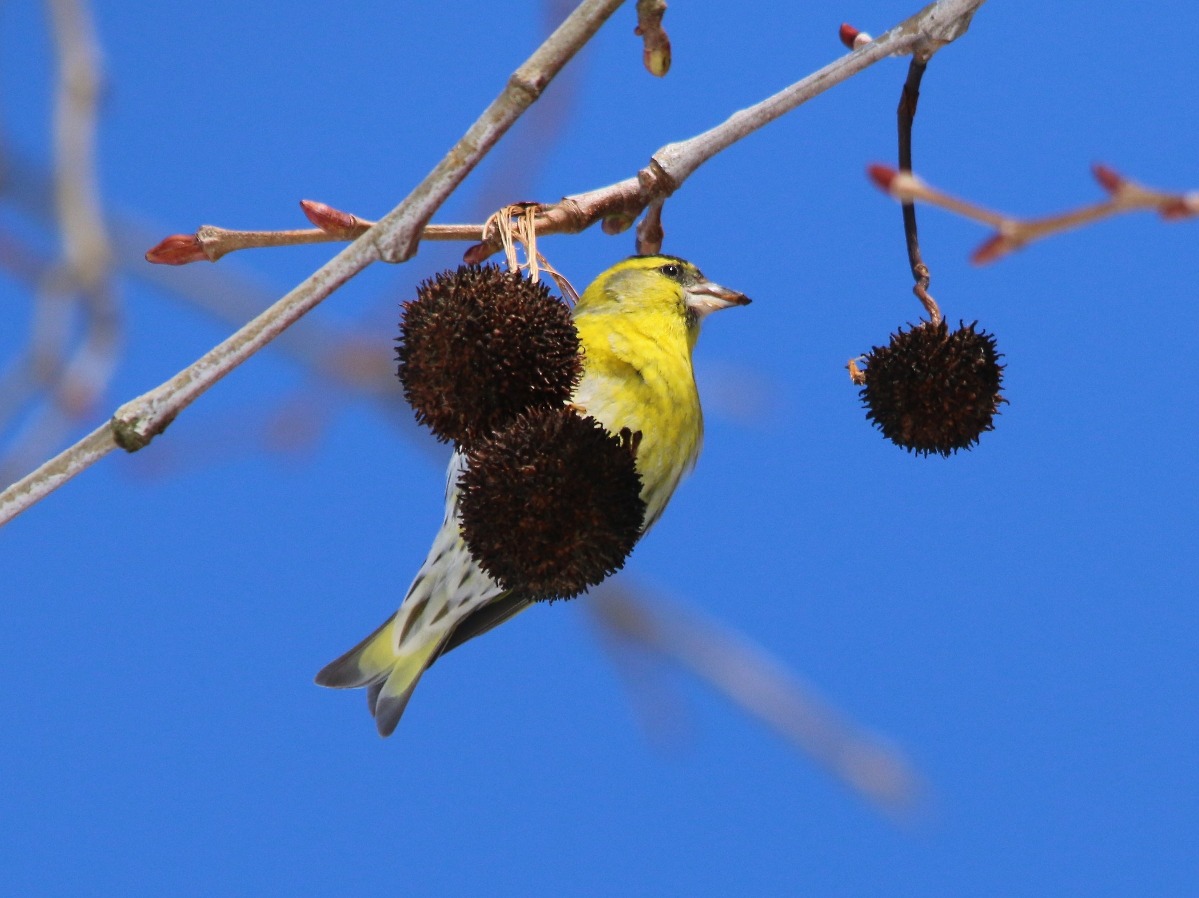 Siskin