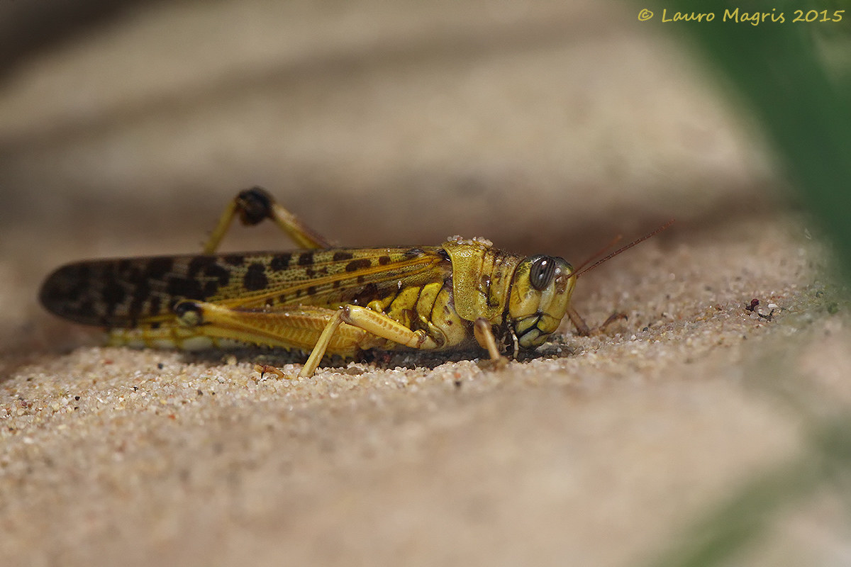 Locusta del deserto