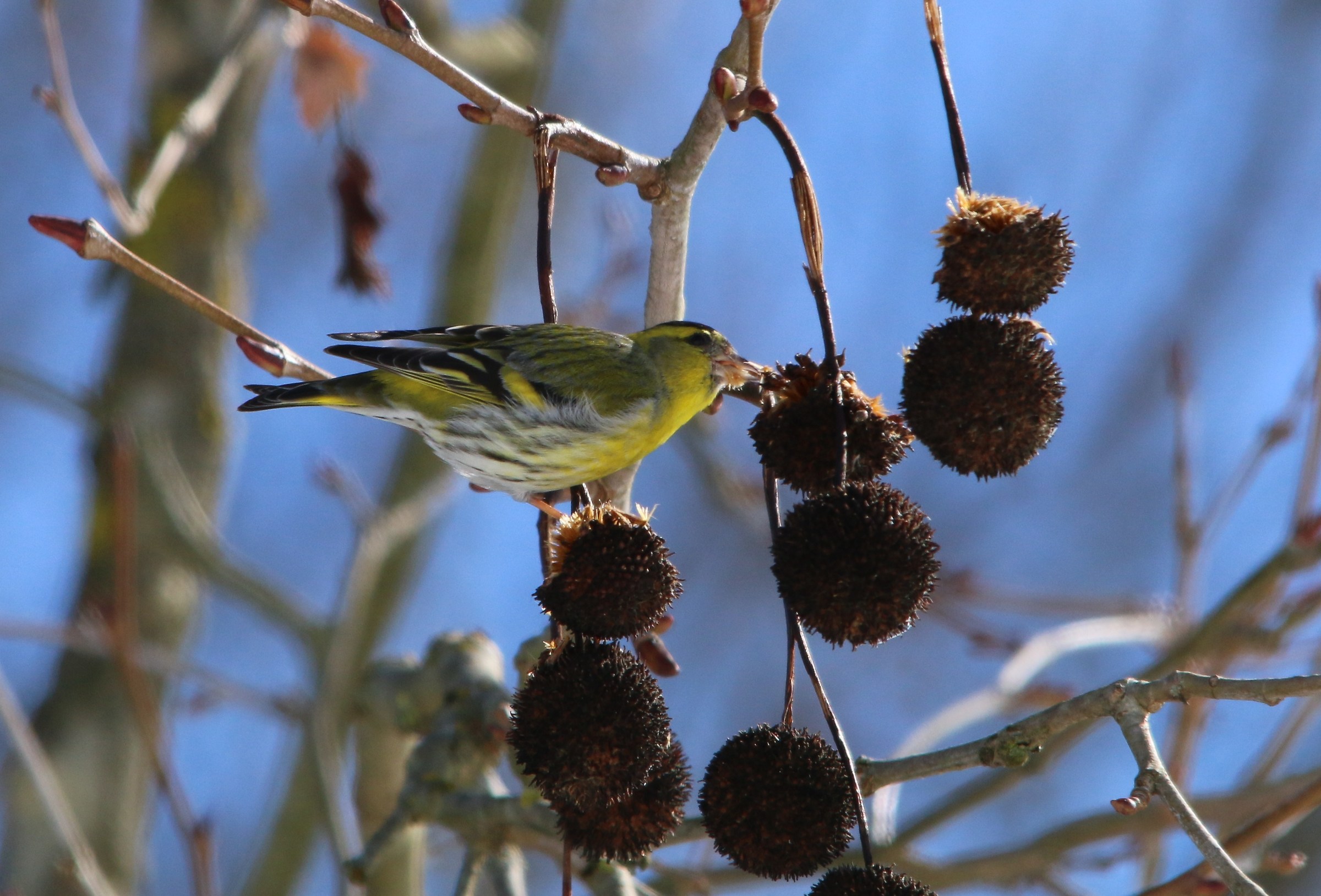 Siskin