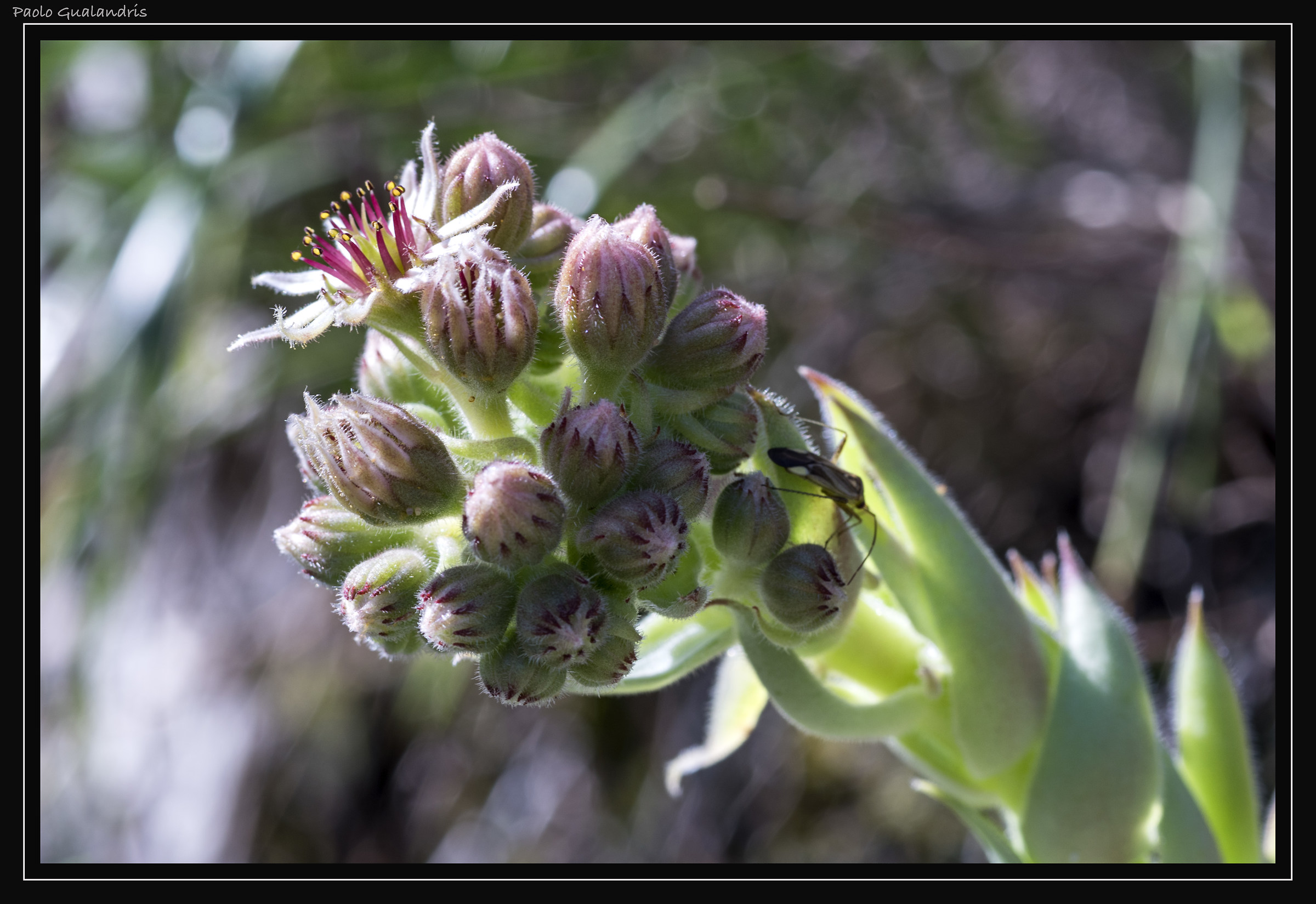 The King of the Bunch