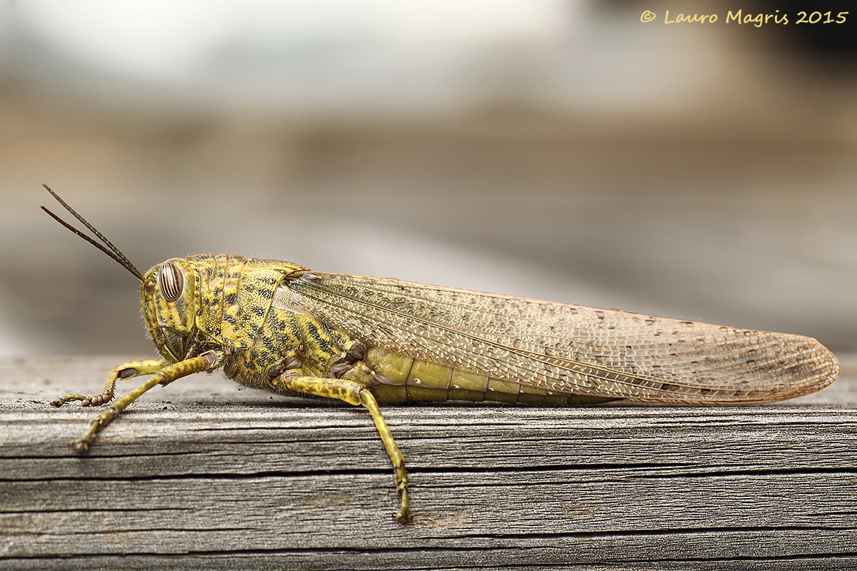Locusta migratoria