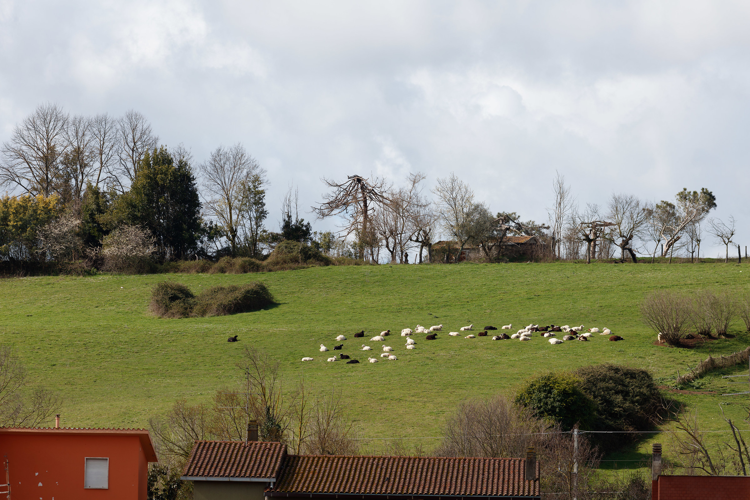 Prova pecorelle 200mm