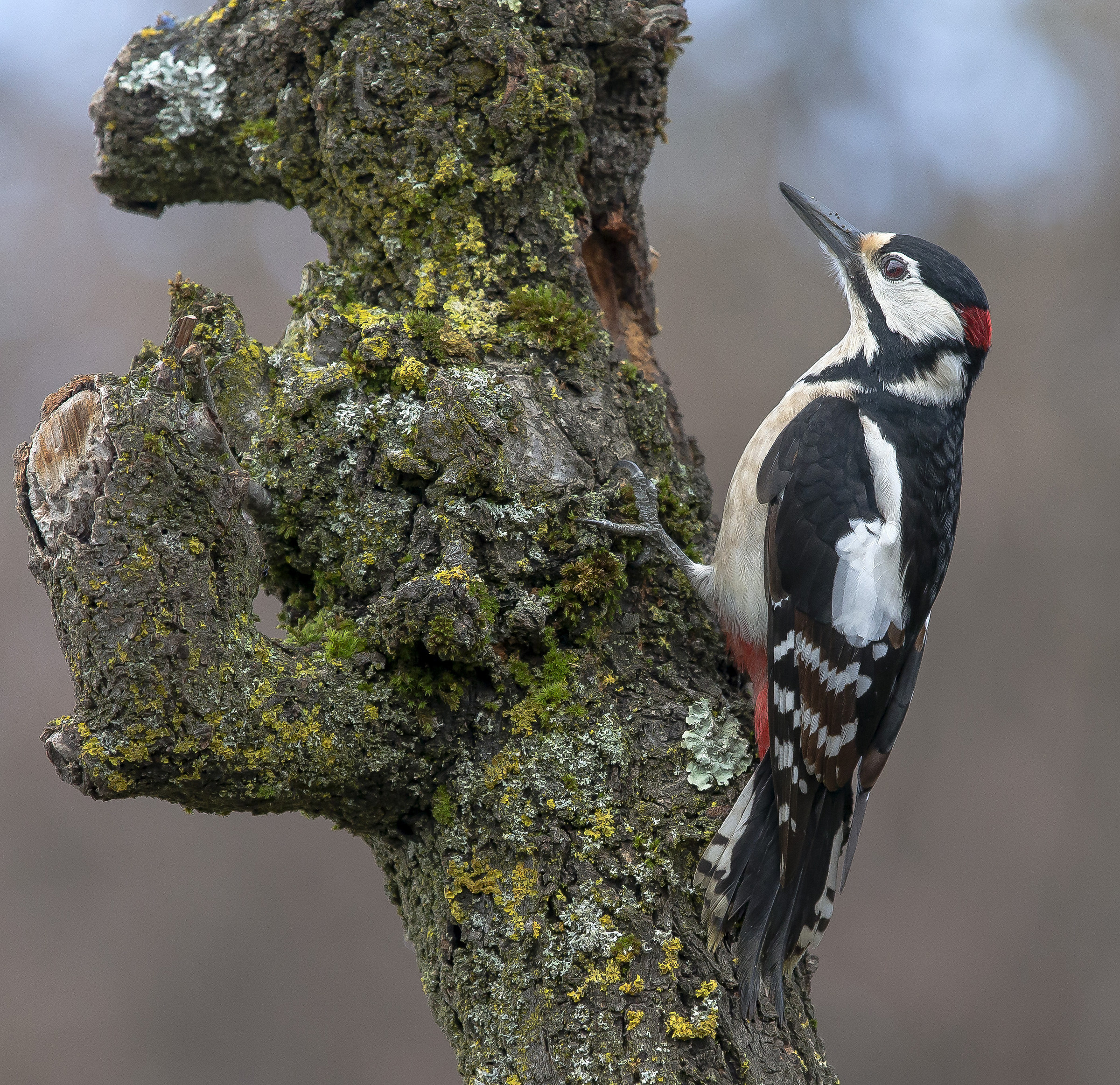 Picchio Rosso Maggiore