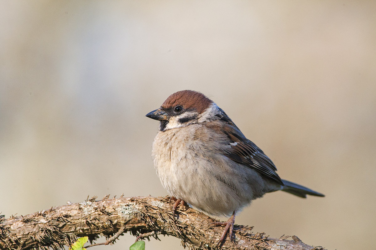 Sparrow