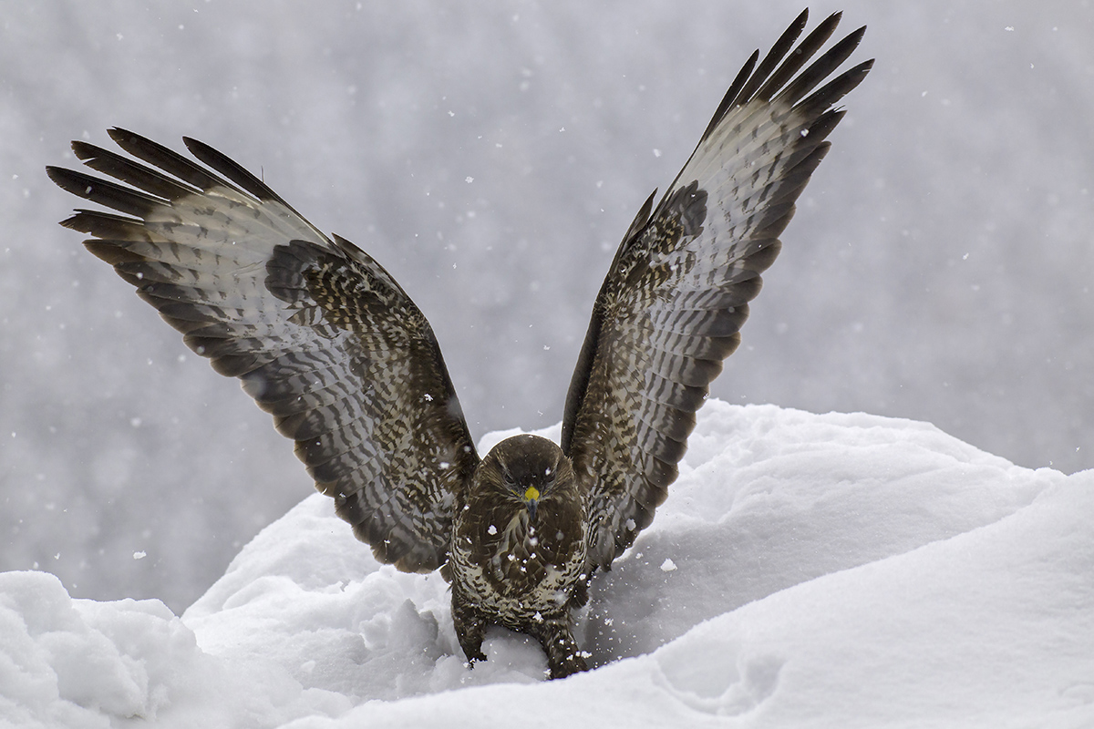 Buzzard in the snow
