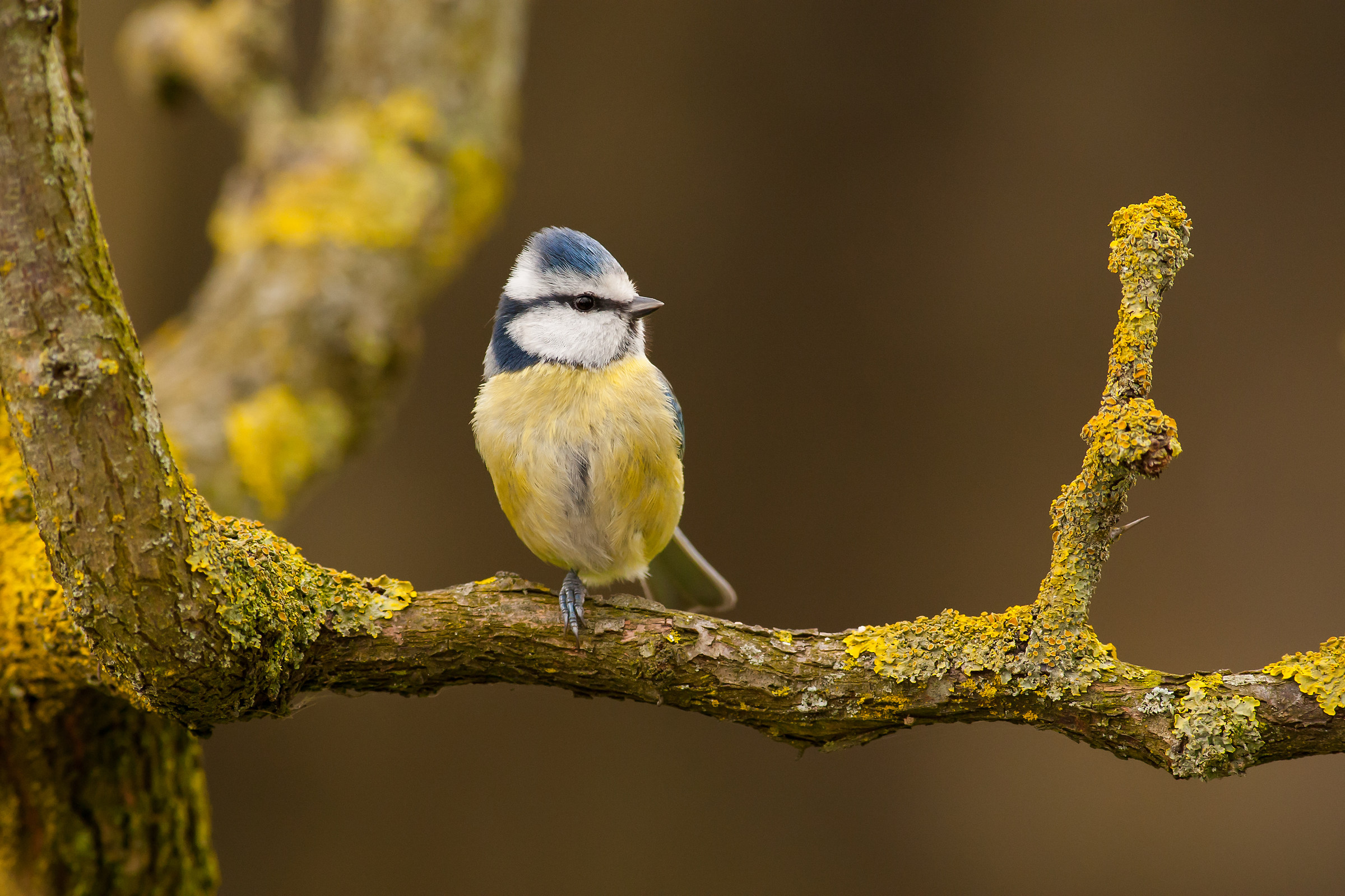 Tit .... monozampa !!!!