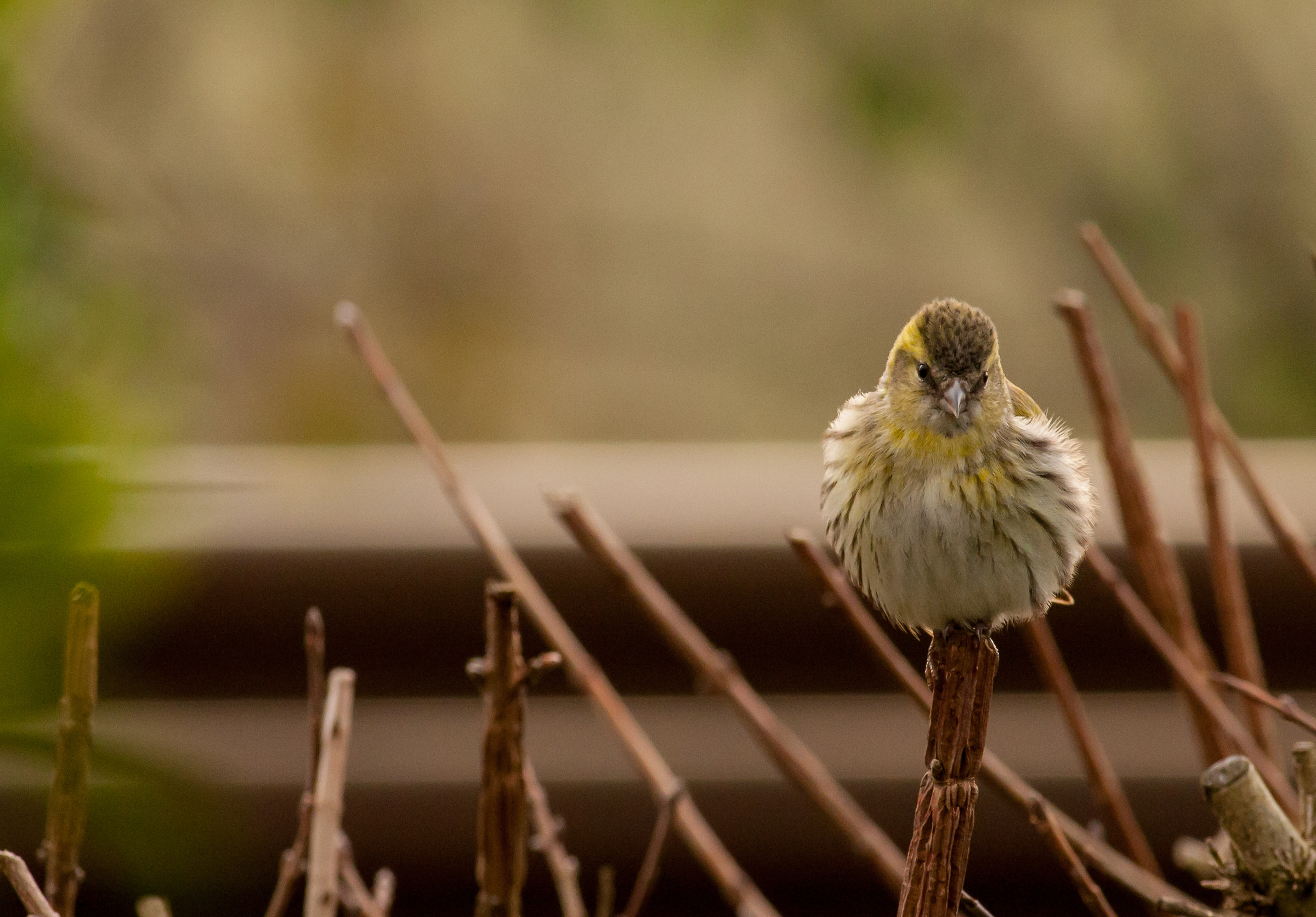 Siskin 2