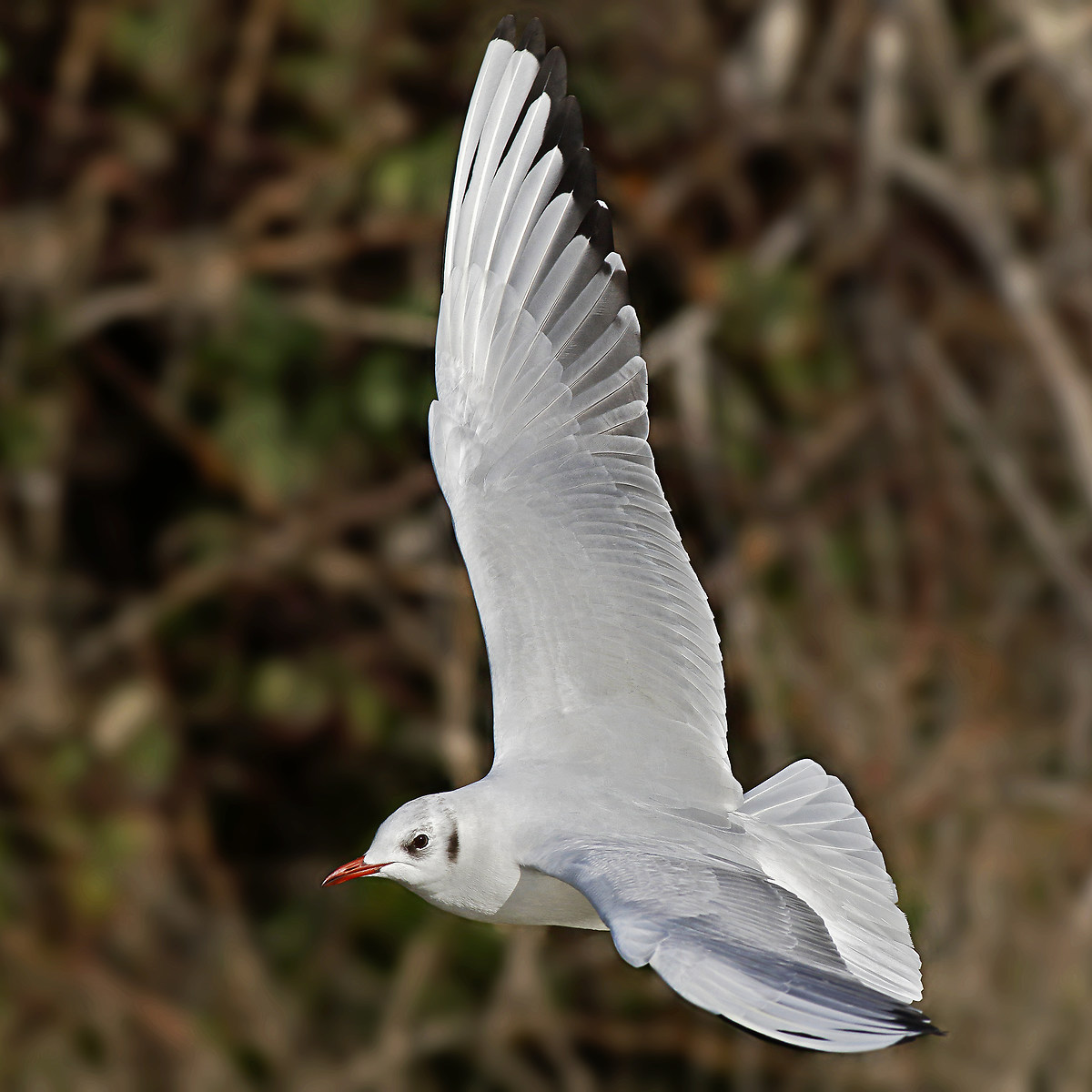 common gull
