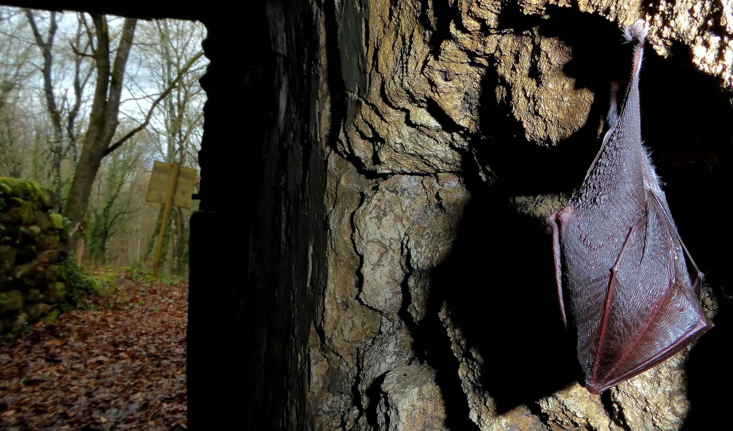 Rhinolophus hipposideros