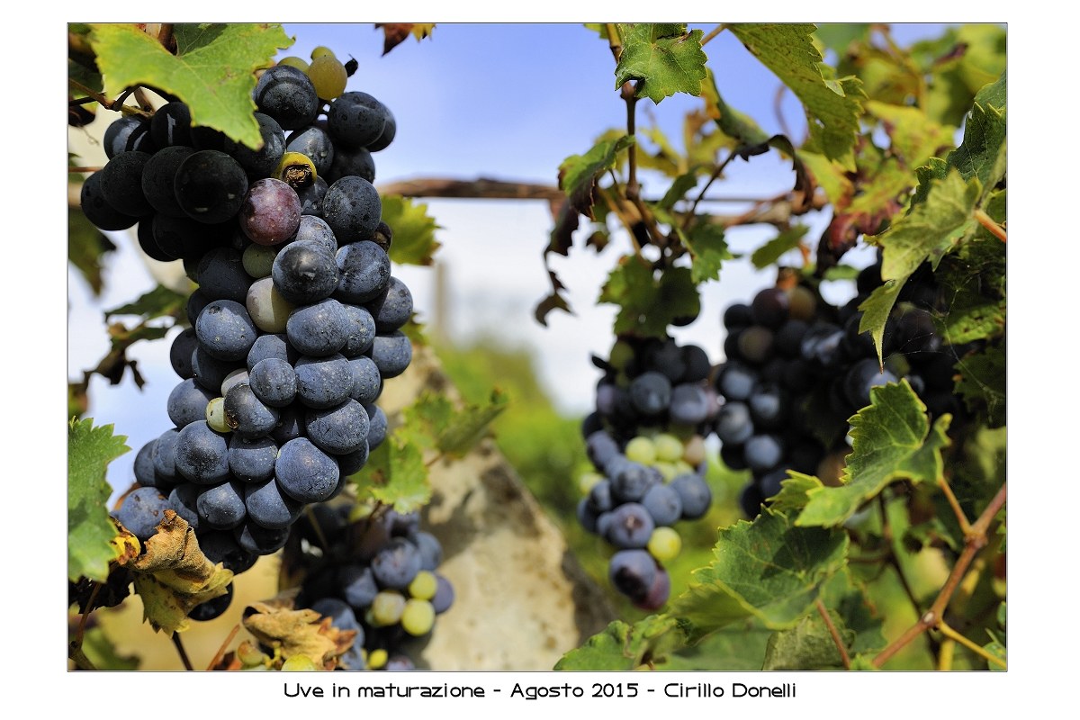 Uve in maturazione