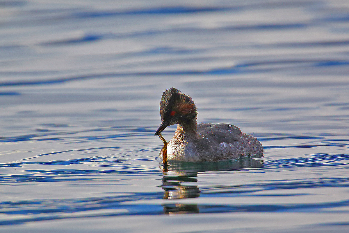 black-necked grebe with prey