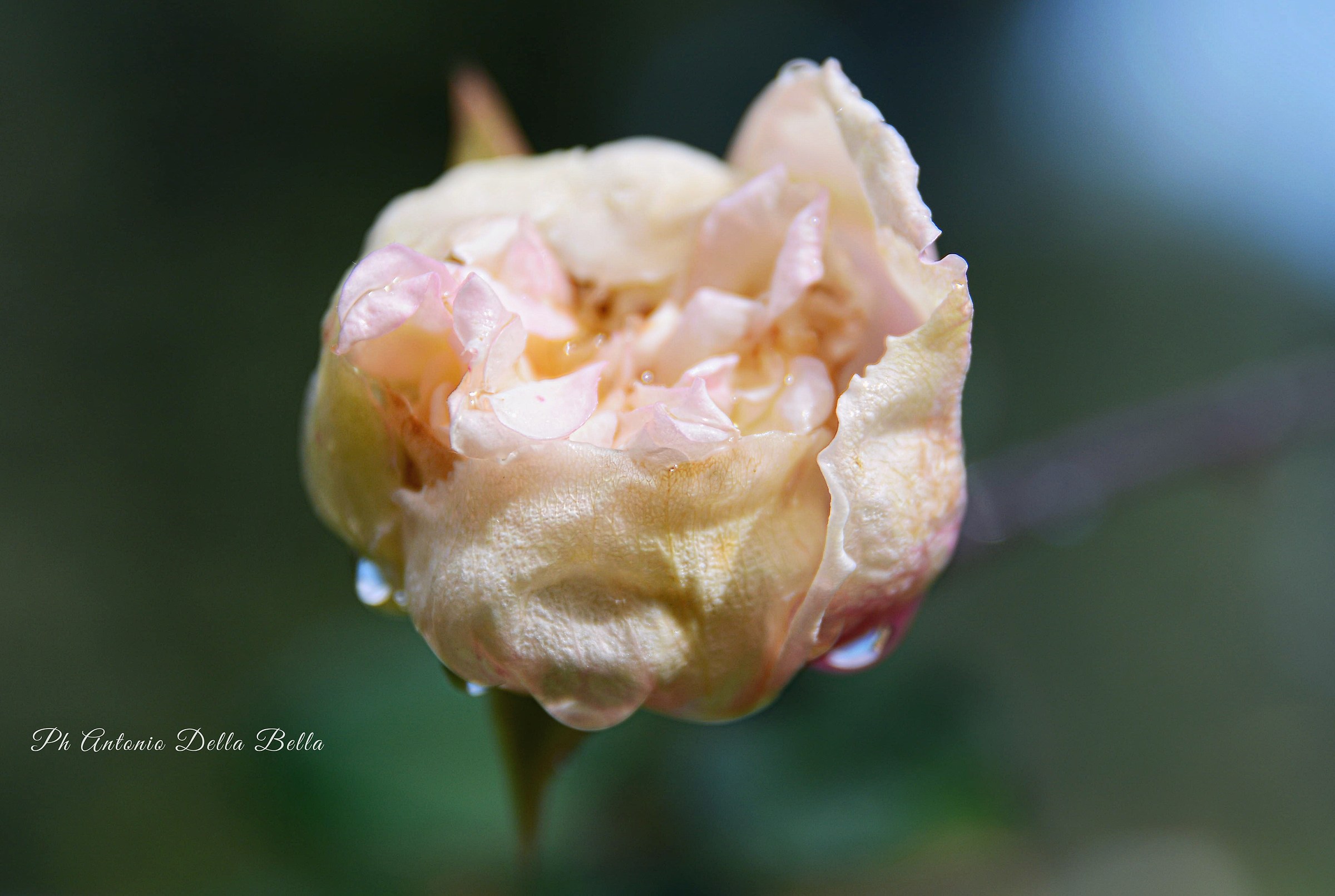 The Birth of a Flower