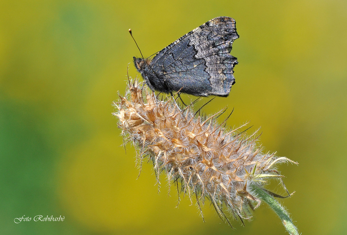 Vanessa occhio di pavone....