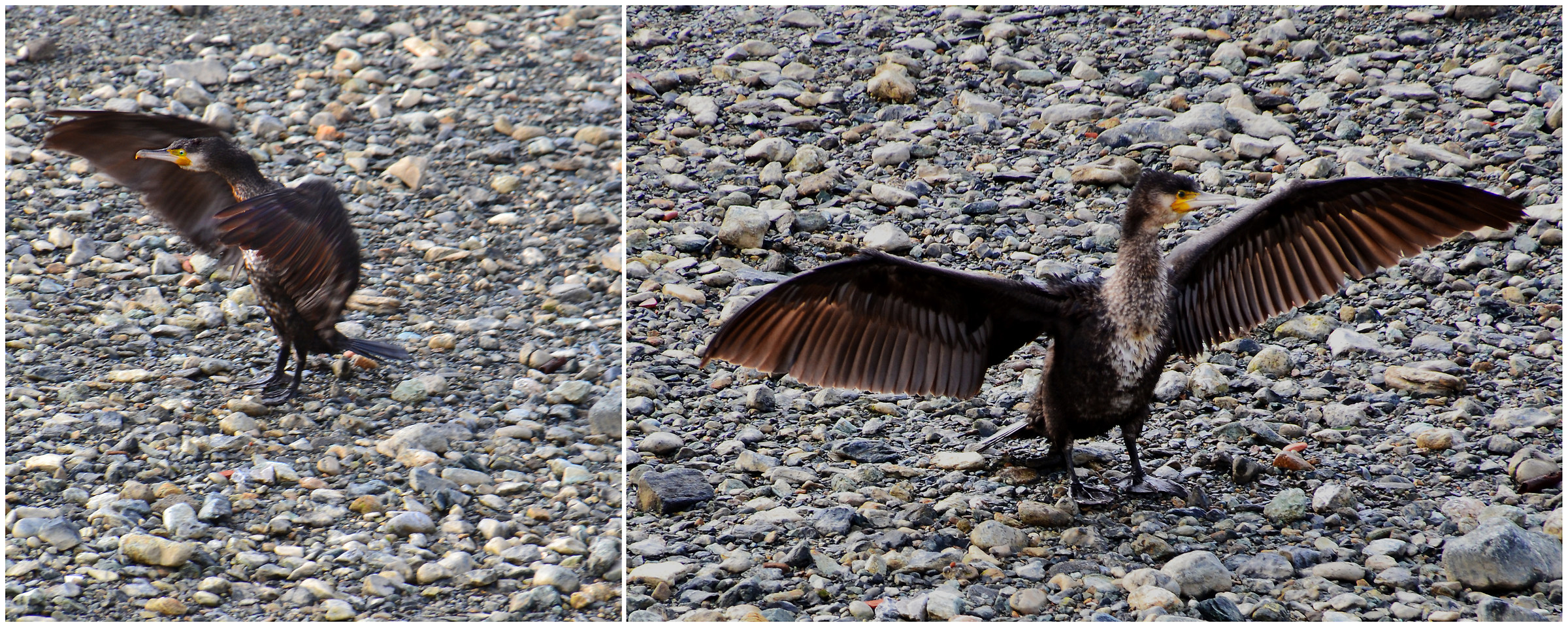 Cormorano, foce del Branega