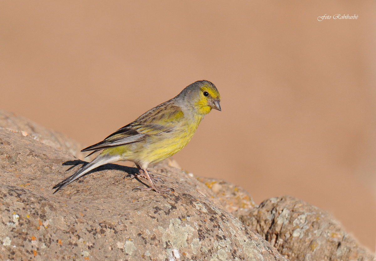 Citril course Female ...