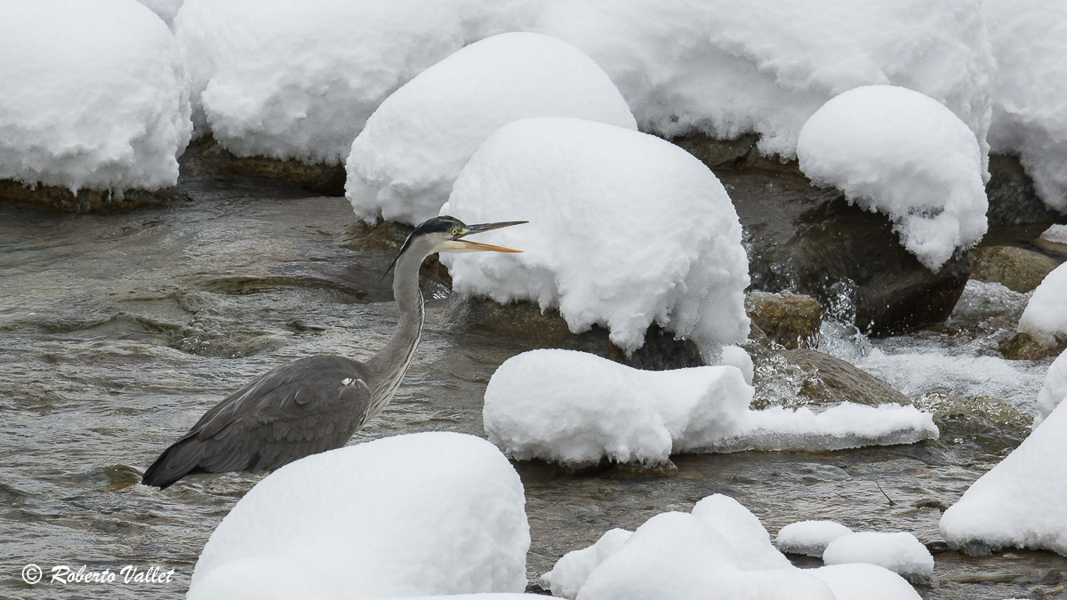 The heron snow