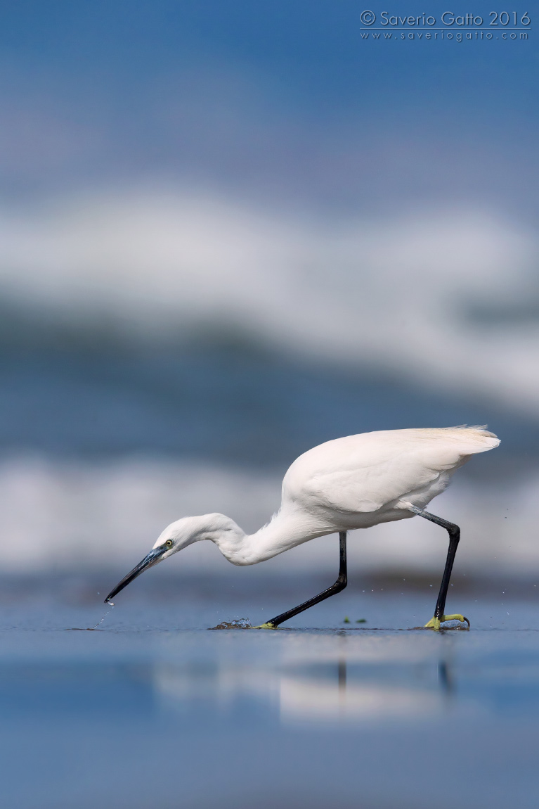 Egret fishing for fry
