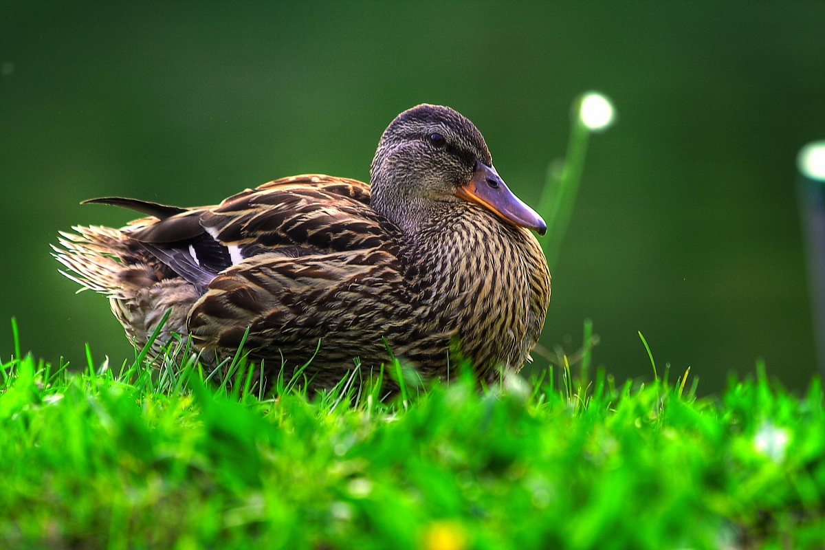 ultima oretta di sole