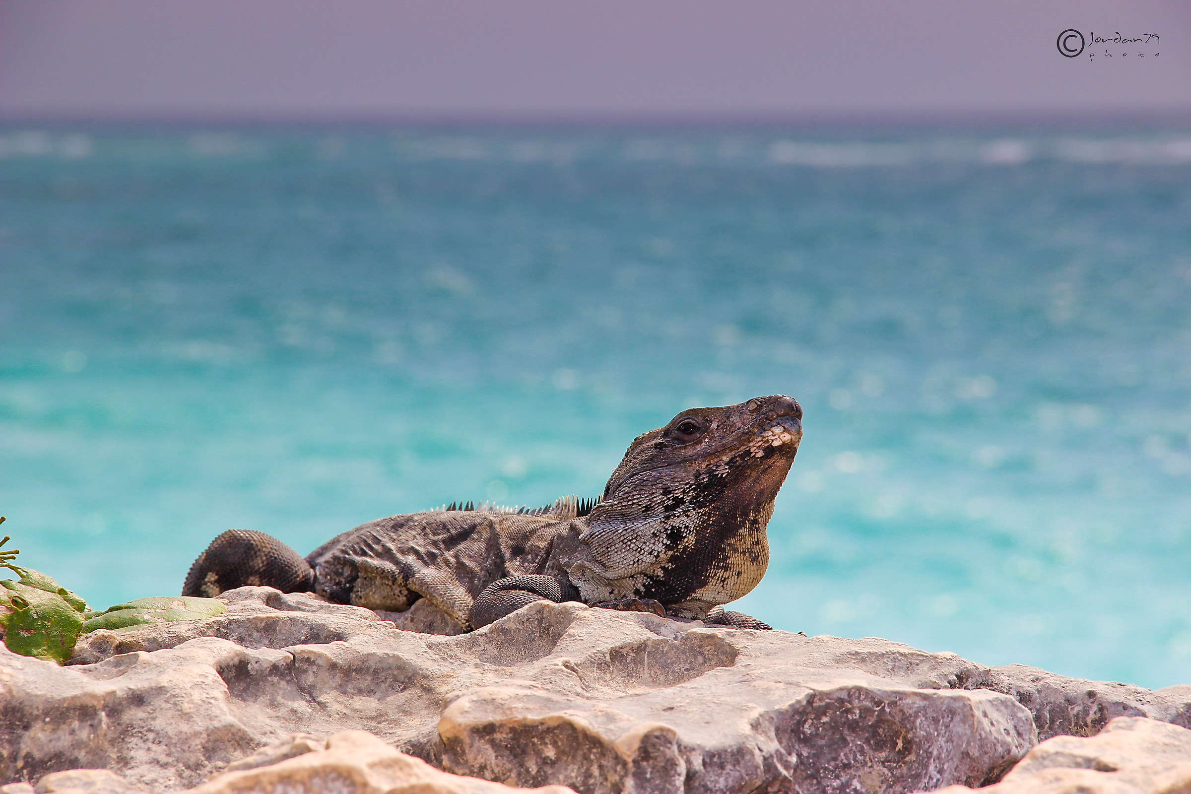 Iguana Mexico